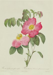 Rosa Tomentosa door Pierre Joseph Redouté